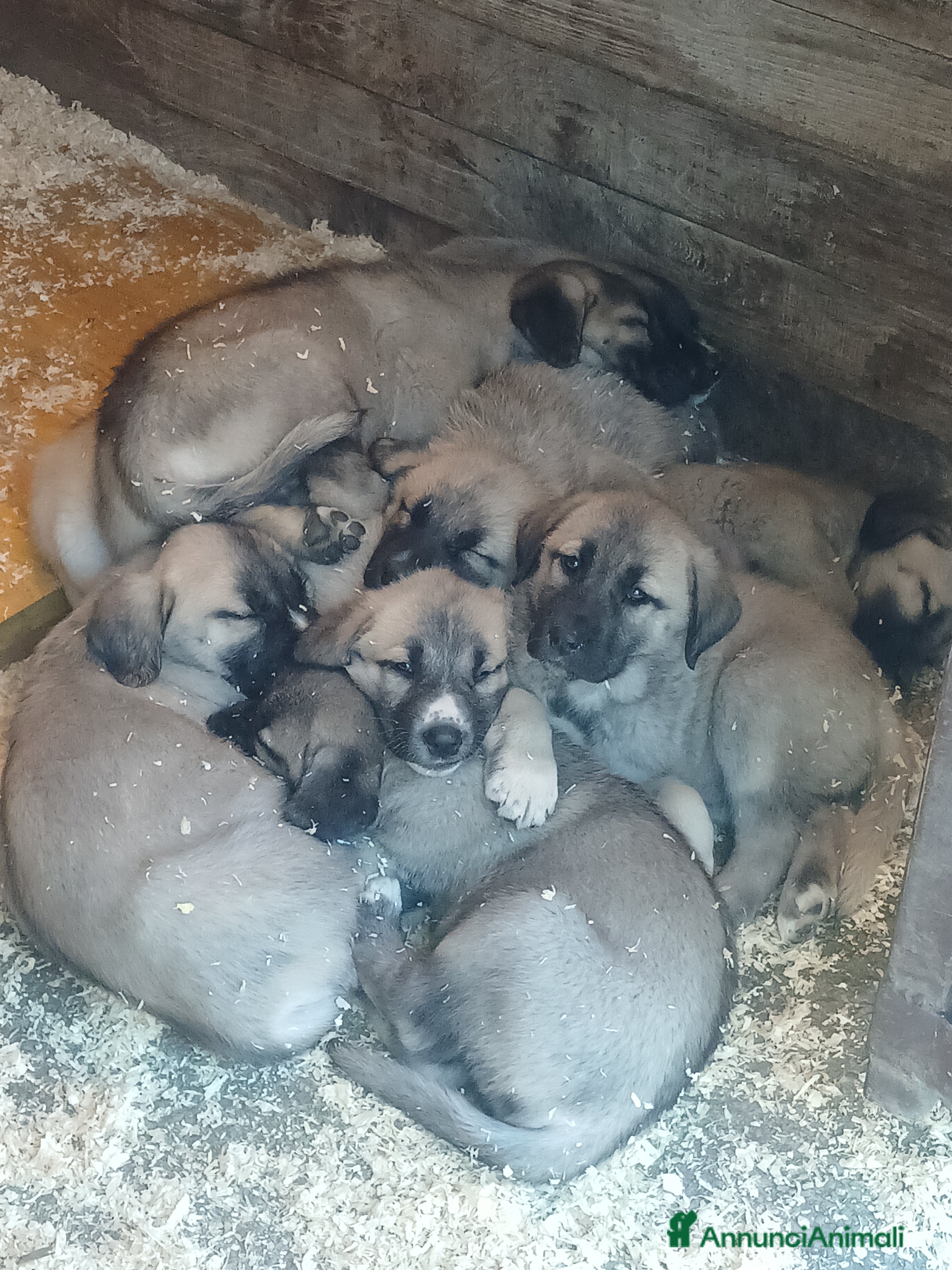 Pastore dell’Anatolia cani Kangal pastore dell'anatolia - Annuncio 1