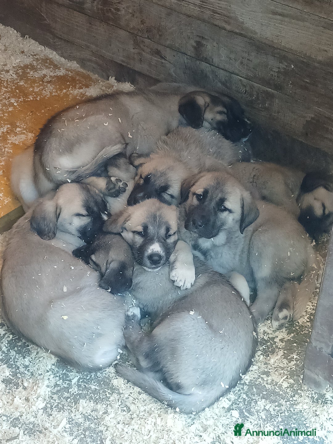 Pastore dell’Anatolia cani in vendita: Kangal pastore dell'anatolia - Annuncio 1