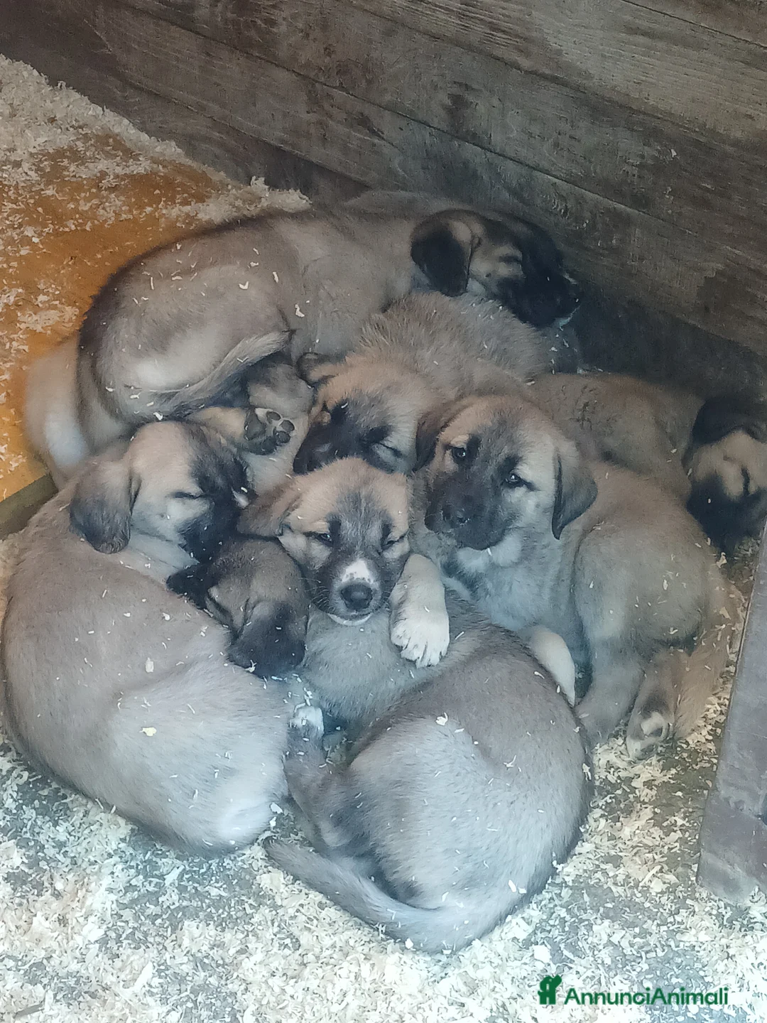 Pastore dell’Anatolia cani in vendita: Kangal pastore dell'anatolia - Annuncio 1