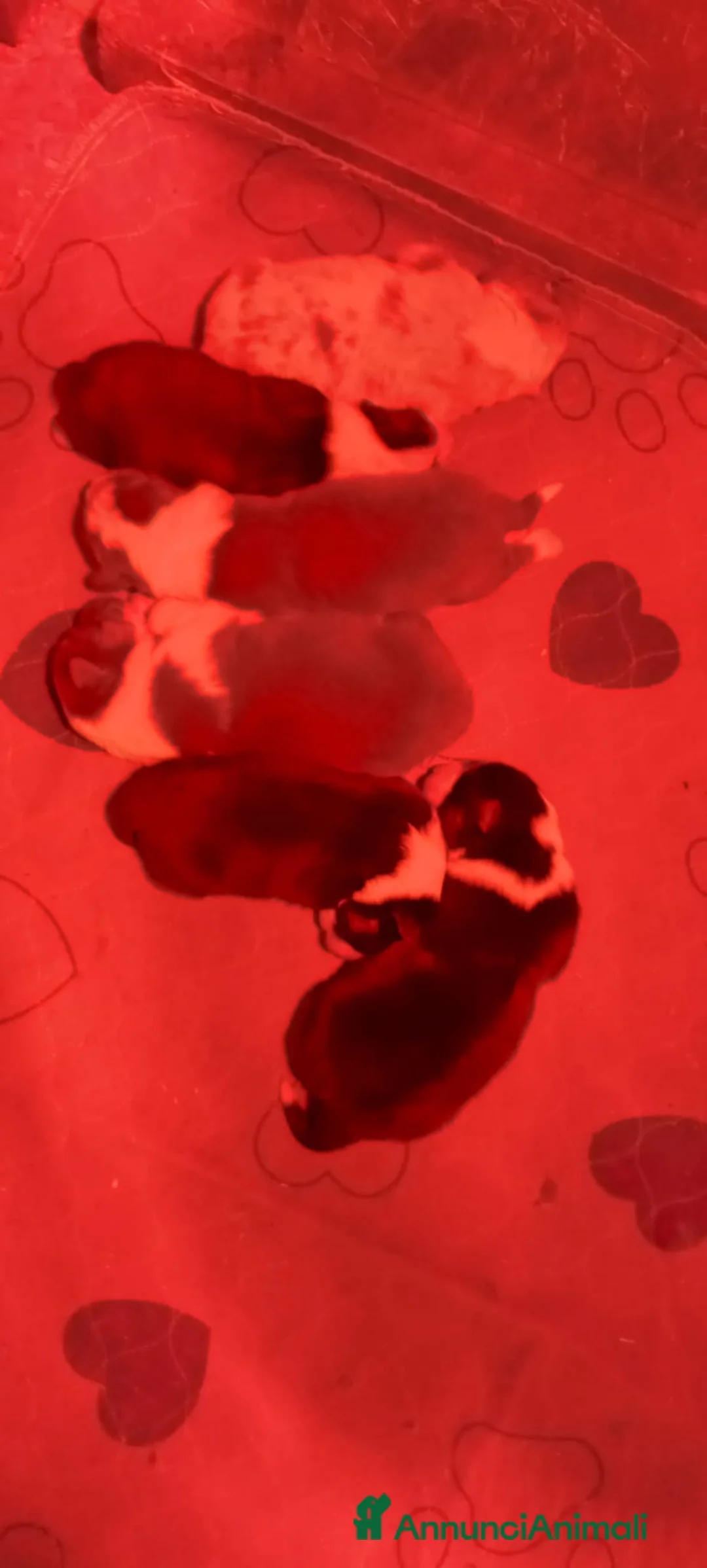 Australian Shepherd cani in vendita: Cuccioli Australian Shepherd - Annuncio 2