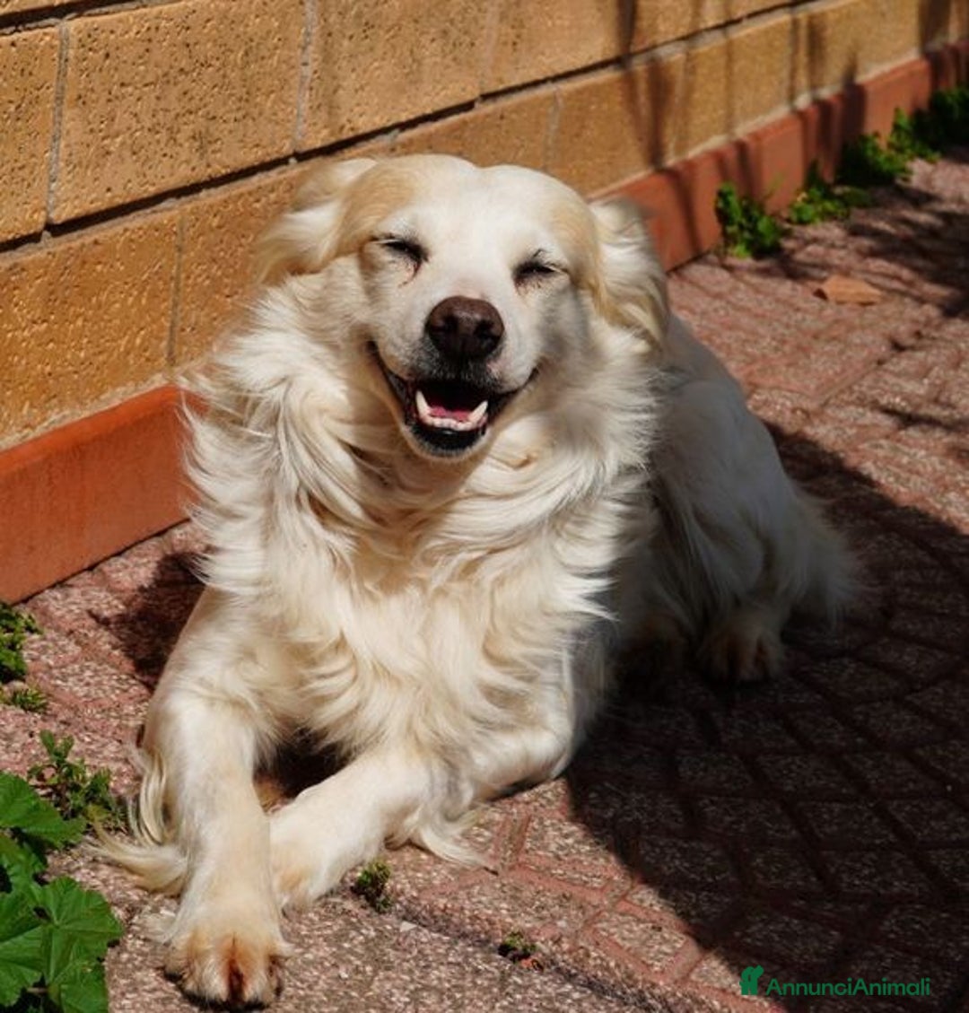 Volpino Italiano cani in regalo: Simba, il volpino - Immagine 2
