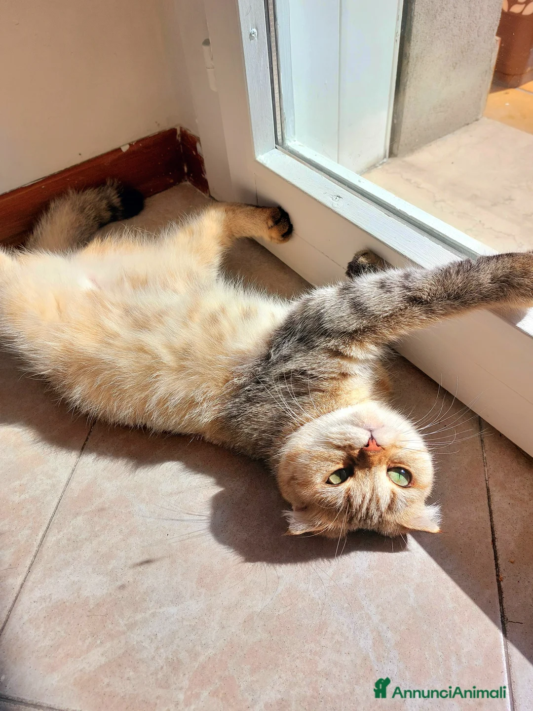 Scottish gatti per accoppiamento: Cerco fidanzato scottish straight a Bologna - Annuncio 5