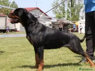 Rottweiler cani Vendesi Cucciole Femmine - Annuncio 1