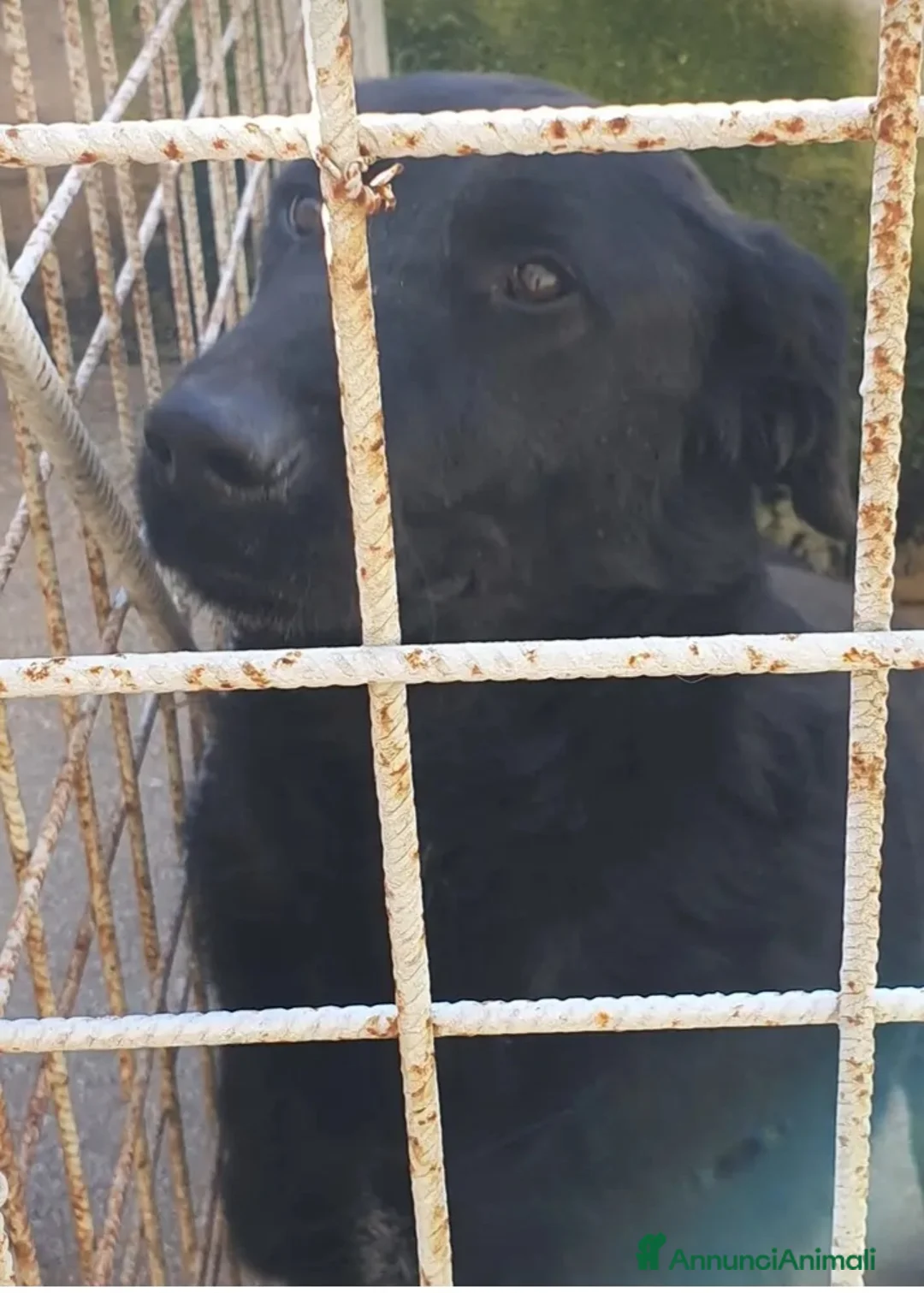 Meticcio cani in regalo: Total black 5anni tg grande NESSUNO LO VORRÀ!!SUD - Annuncio 5