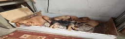 Segugio cani in vendita: Cuccioli di segugio italiano - Annuncio 4