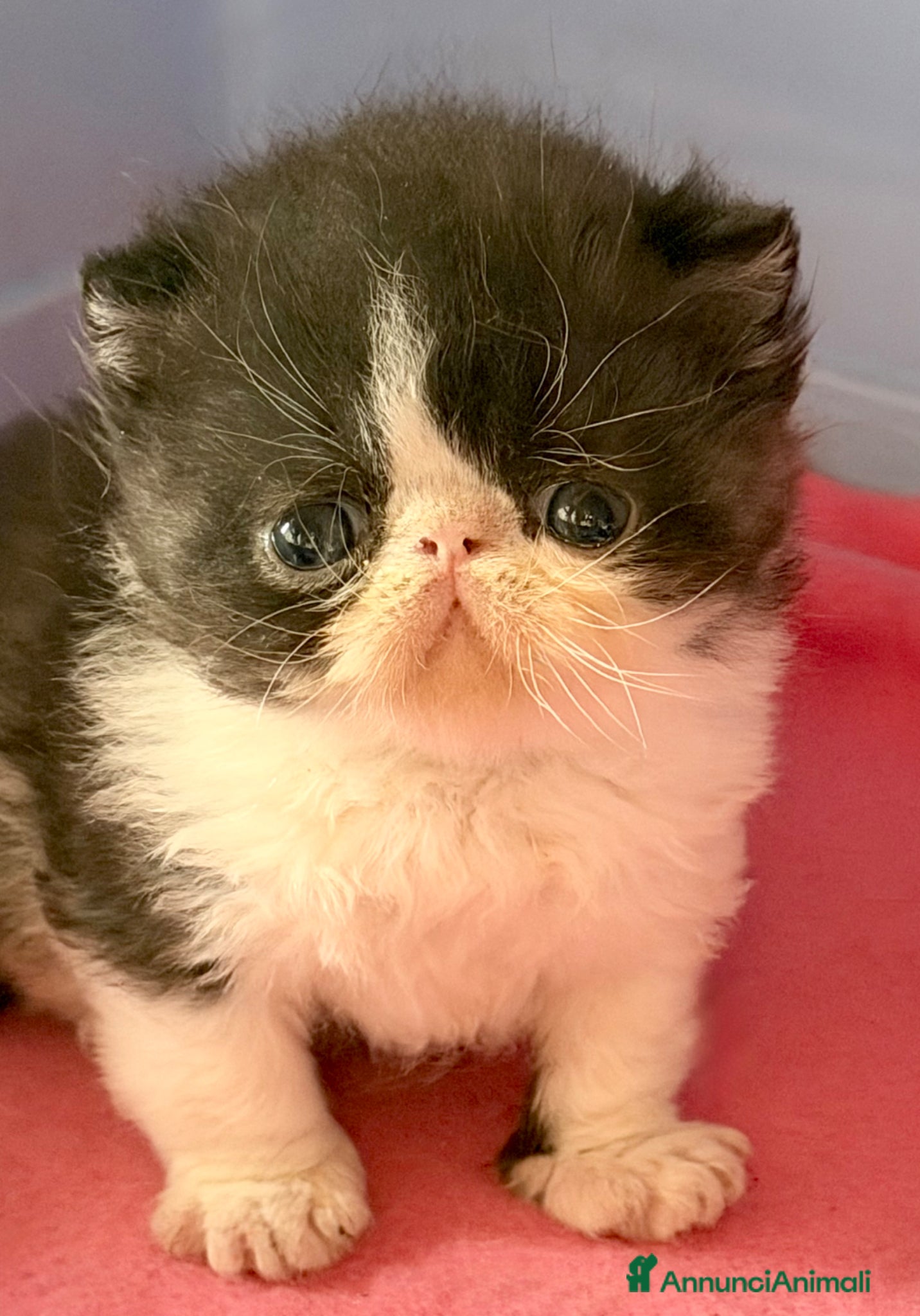 Exotic Shorthair gatti Cucciola di exotic shorthair di alta genealogia - Annuncio 18