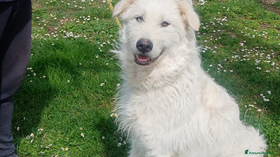 Meticcio cani in regalo: SANDRINO HA PERSO TUTTO HA BISOGNO DI TE - Annuncio 1