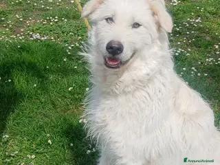 Meticcio cani SANDRINO HA PERSO TUTTO HA BISOGNO DI TE - Annuncio 16