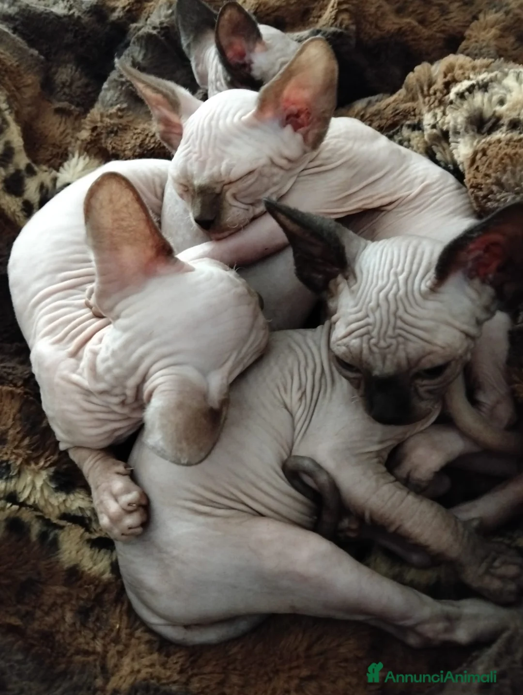 Sphynx gatti in vendita: Gatti Sphynx  - Annuncio 2