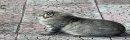Meticcio gatti in regalo: Gattini cercano casa a Città metropolitana di Catania - Annuncio 4
