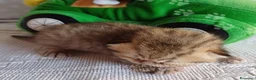 Scottish gatti in vendita: Cuccioli Scottish Fold e Straight a Provincia di Reggio Emilia - Annuncio 35