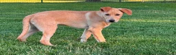 Meticcio cani in regalo: CREMINO, cucciolo timido ma affettuoso in adozione - Annuncio 1