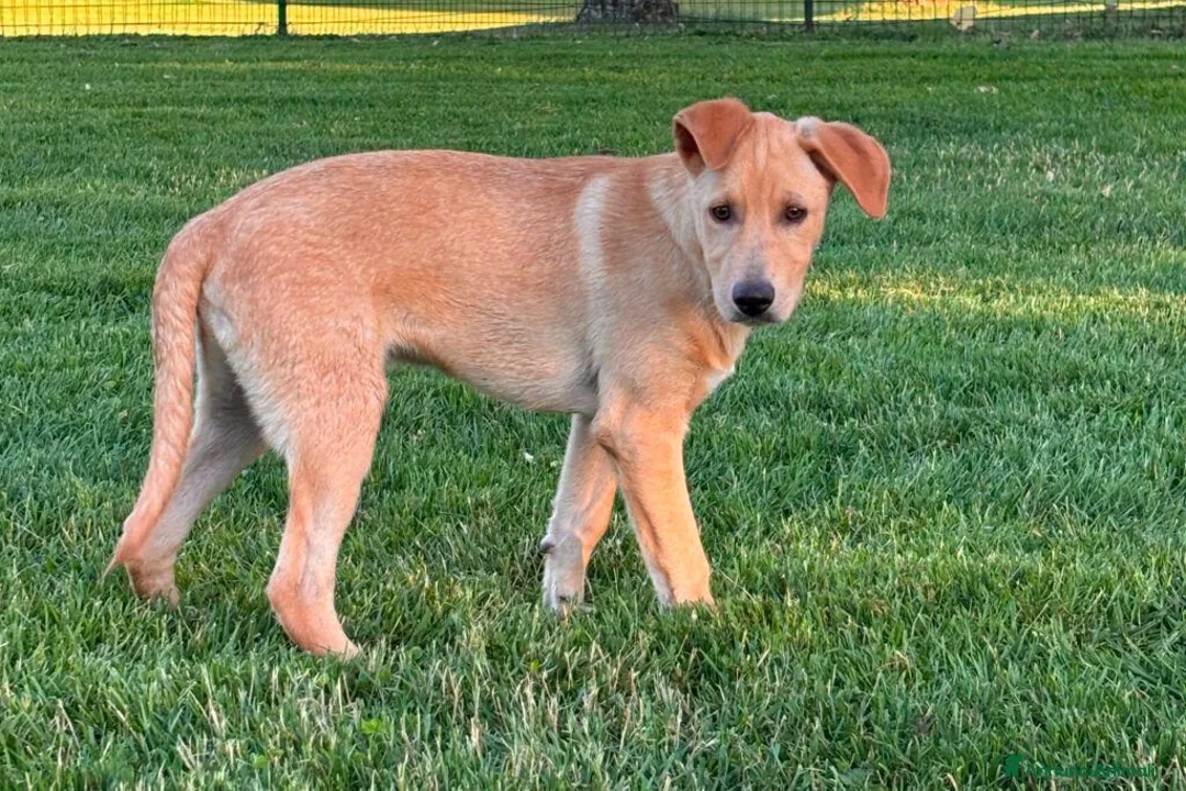 Meticcio cani in regalo: CREMINO, cucciolo timido ma affettuoso in adozione - Annuncio 1