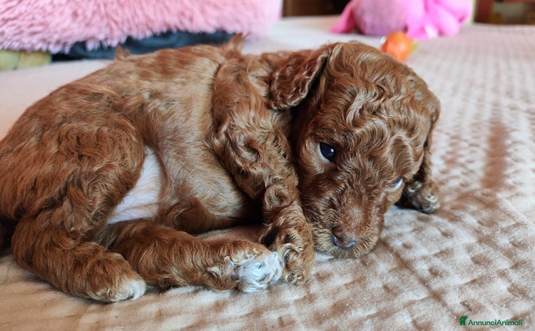 Barboncino cani a Provincia di Caserta - Annuncio 1