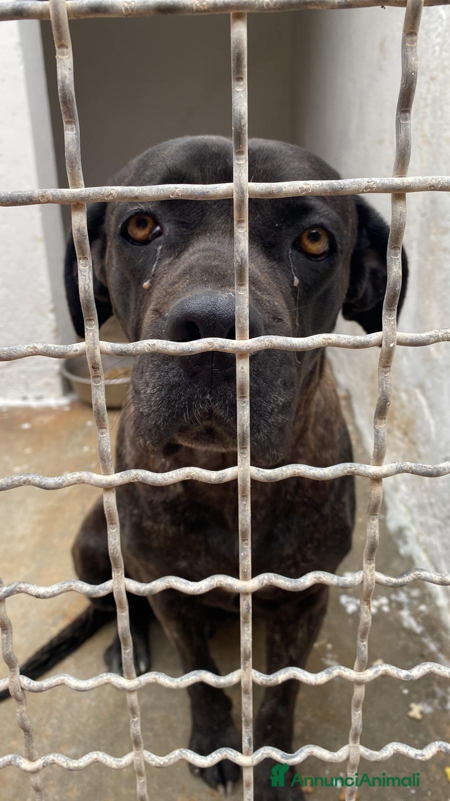 Cane Corso cani Corso 4anni finita in box 2anni fa,depressa!TARANT a Città metropolitana di Milano - Annuncio 10