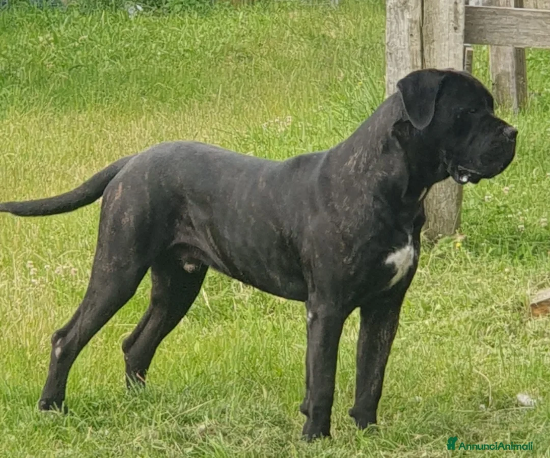 Immagine della galleria {{count}}