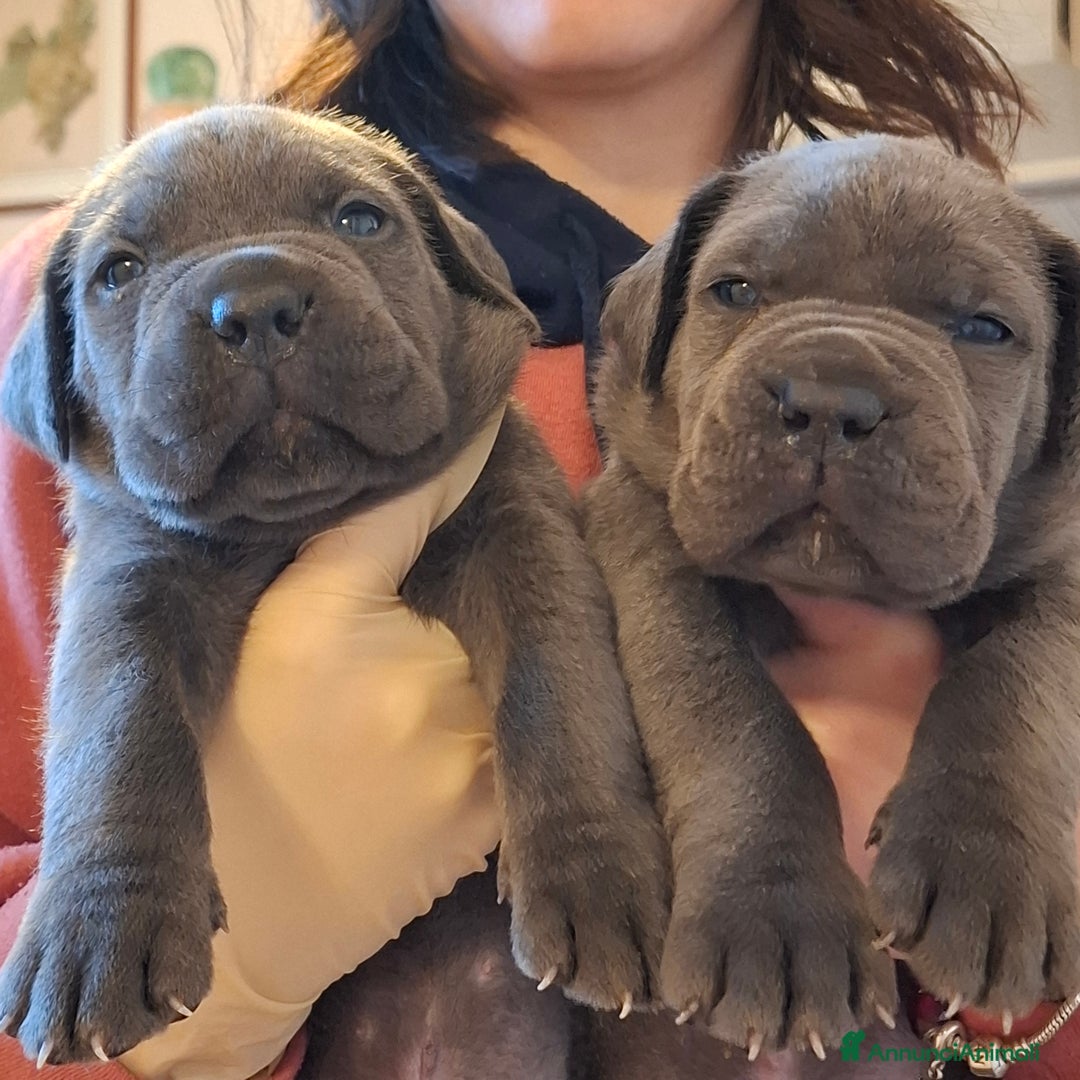 Cane Corso cani in vendita: Cuccioli di cane corso  - Annuncio 2