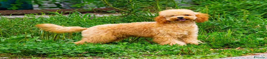 Barboncino Cucciolo 2