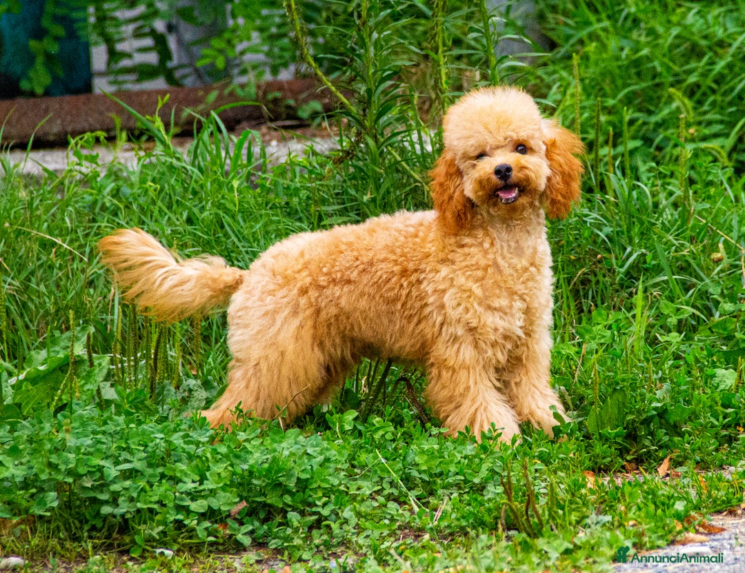 Barboncino cani in vendita: Cuccioli Barbone Nano nati il 23/01/2025 a Provincia di Sondrio - Immagine 2