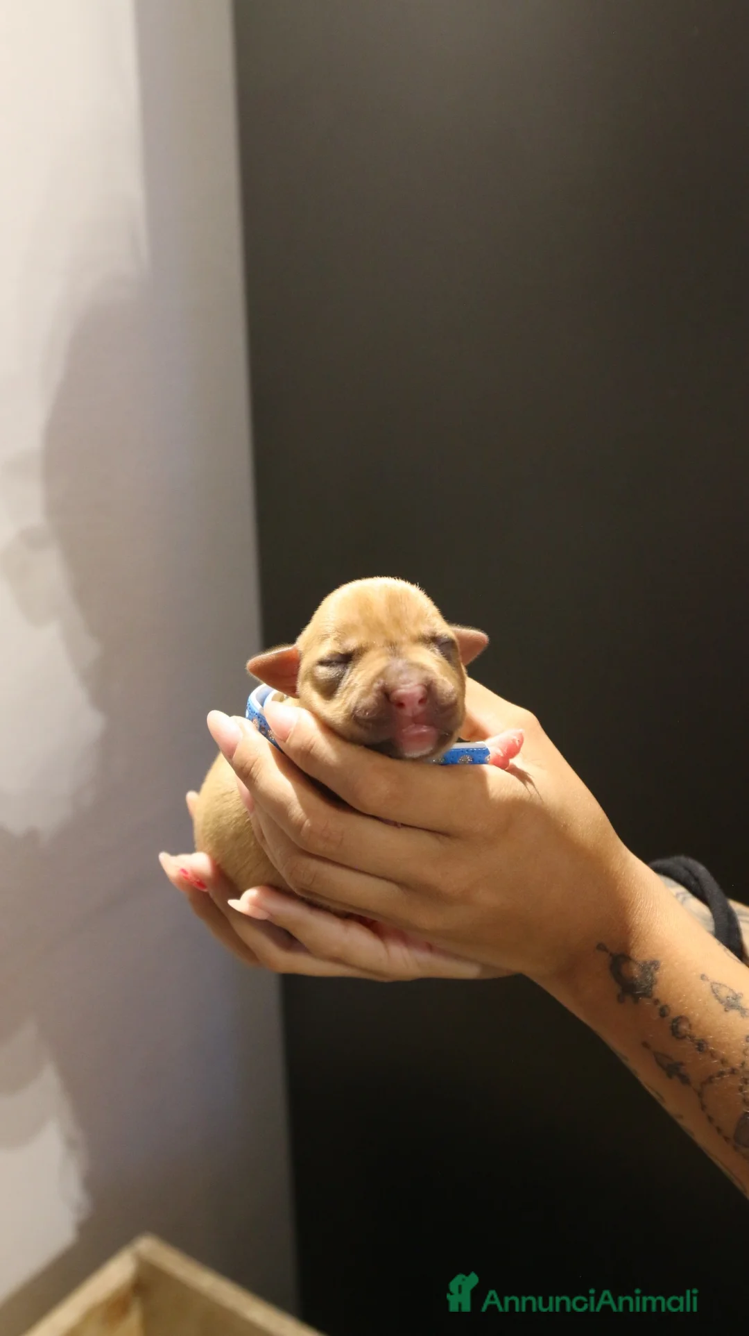 Pitbull cani in vendita: Pitbull ukc red nose - Annuncio 1