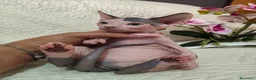 Sphynx gatti in vendita: Cuccioli di sphynx disponibile  - Annuncio 8