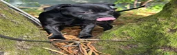 Staffordshire cani in vendita: Scimmietta  a Provincia di Frosinone - Annuncio 3