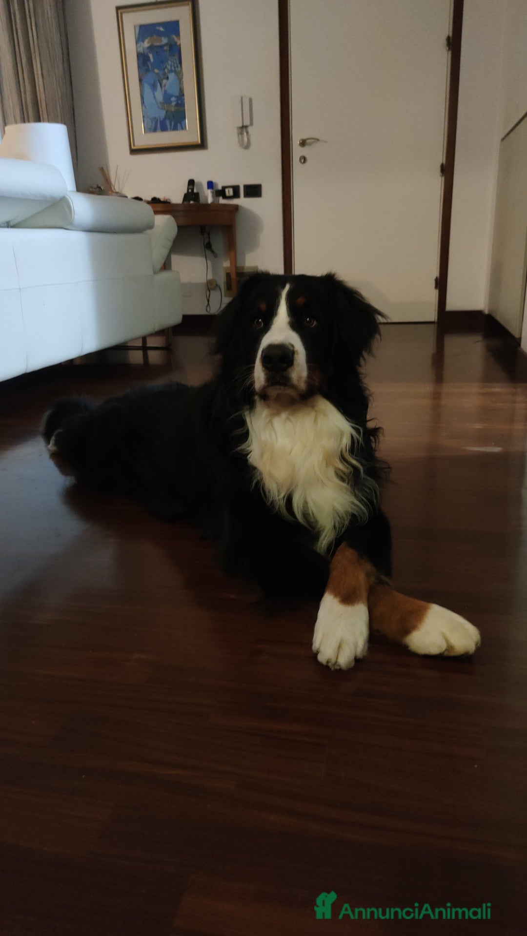 Bovaro del Bernese cani per accoppiamento: PACO BELLISSIMO a Provincia di Ancona - Immagine 6