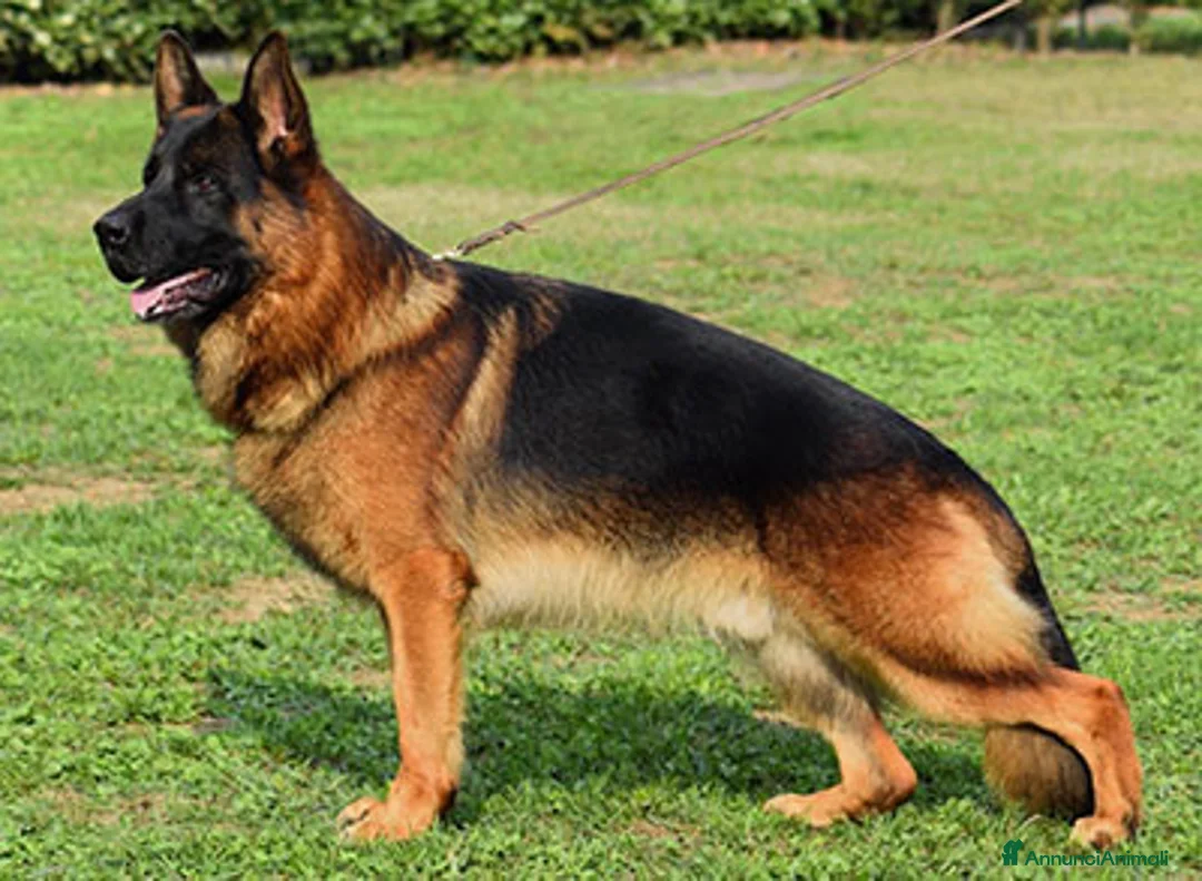 Pastore Tedesco cani in vendita: Super cuccioli Pastore Tedesco Pedigree - Annuncio 2