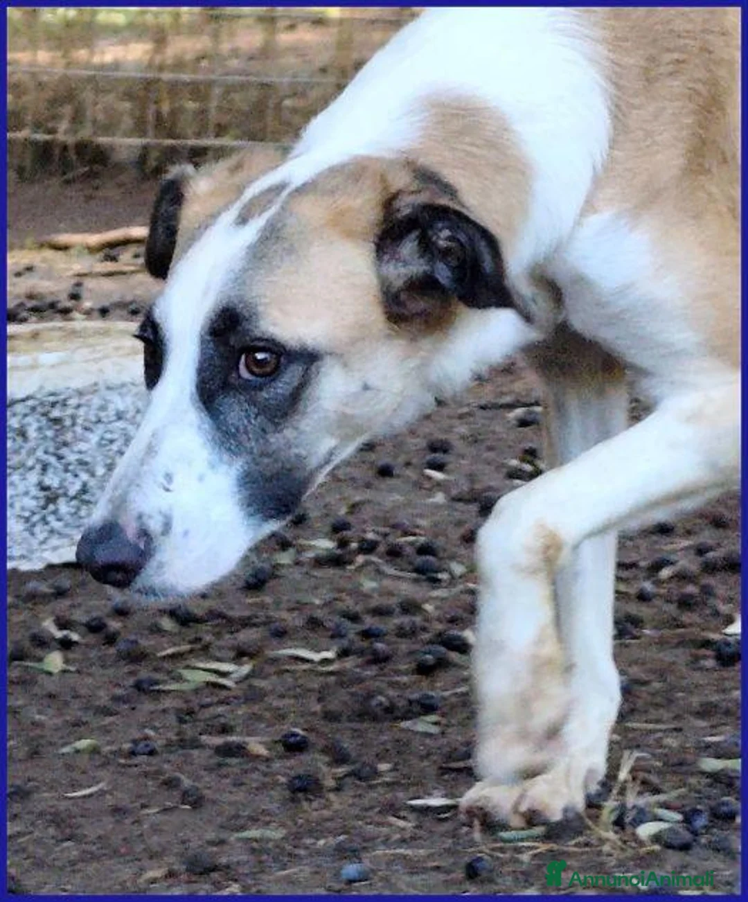Meticcio cani in regalo: NORMA giovane timidina - Annuncio 2