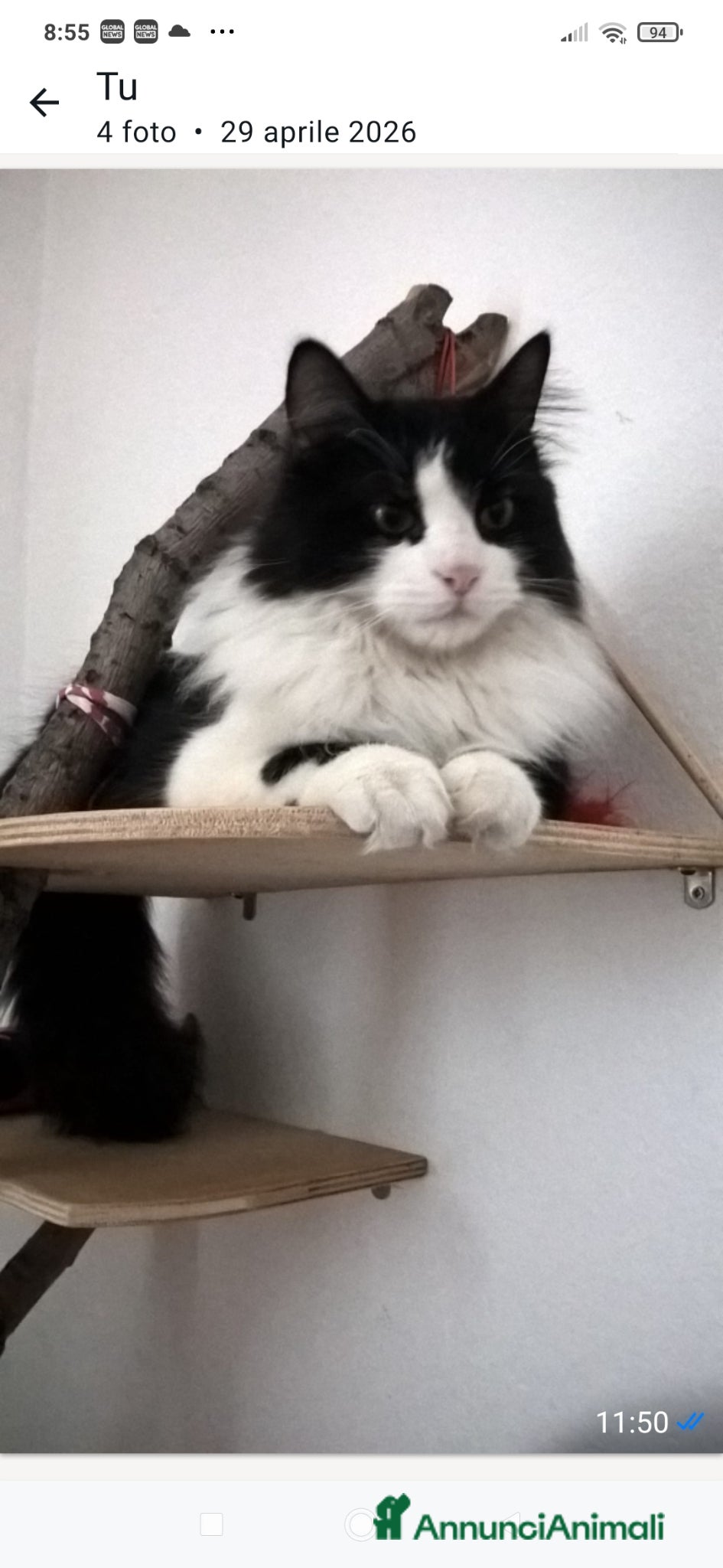Meticcio cani Micio a pelo lungo di tre anni - Annuncio 3