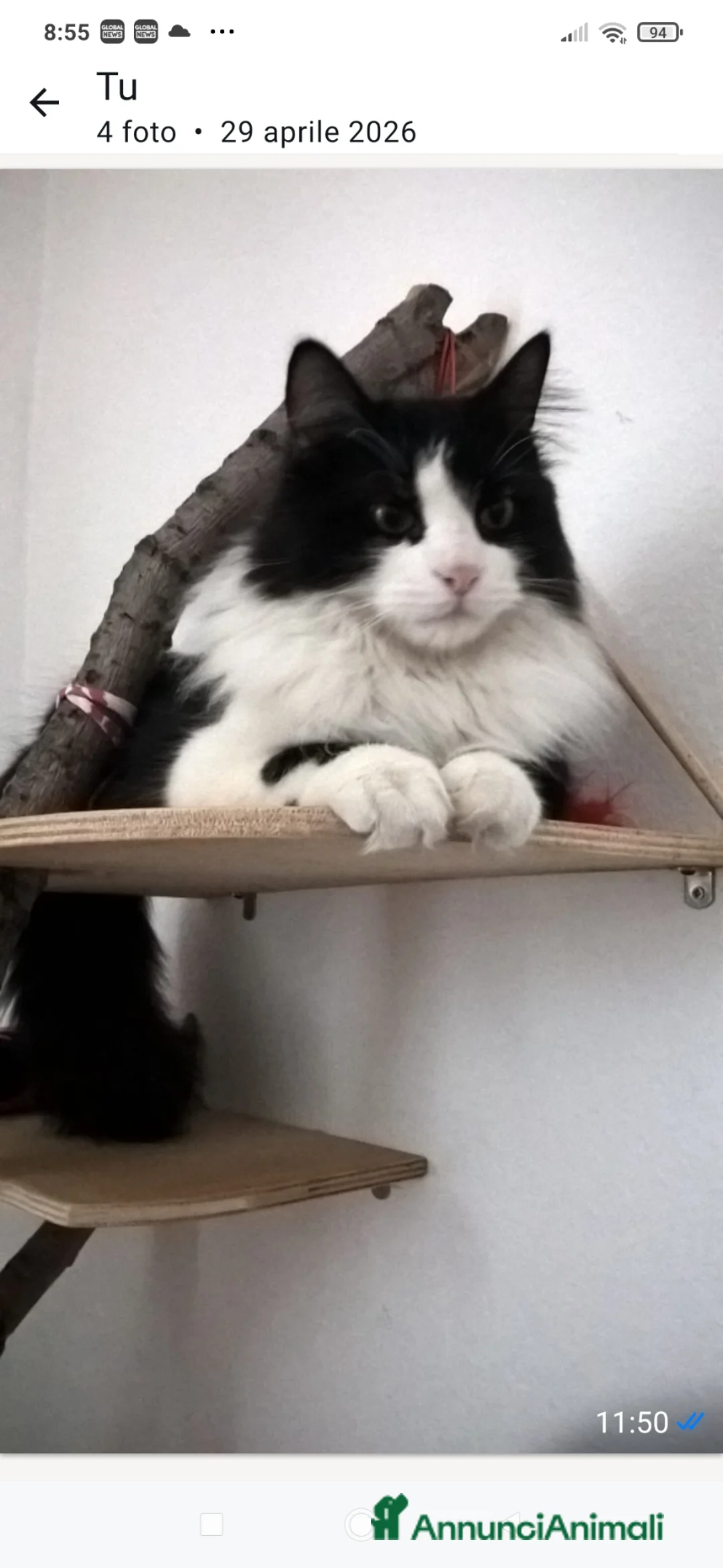 Meticcio cani in regalo: Micio a pelo lungo di tre anni - Annuncio 1