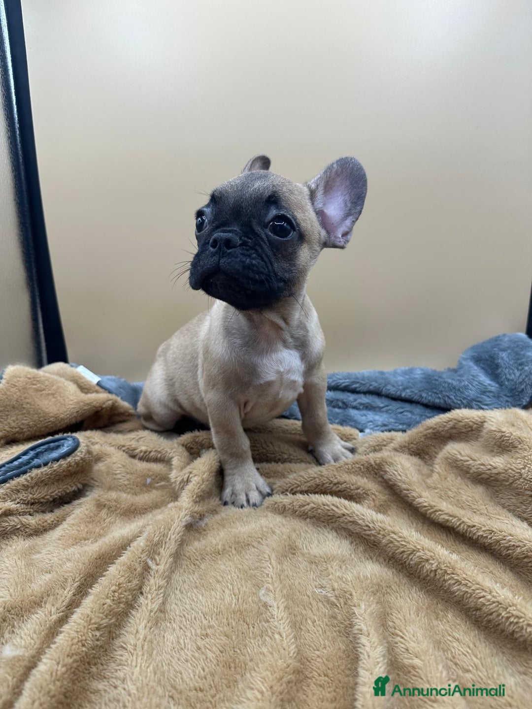 Bulldog Francese cani in vendita: Bouledogue Francese con Pedigree - Annuncio 6