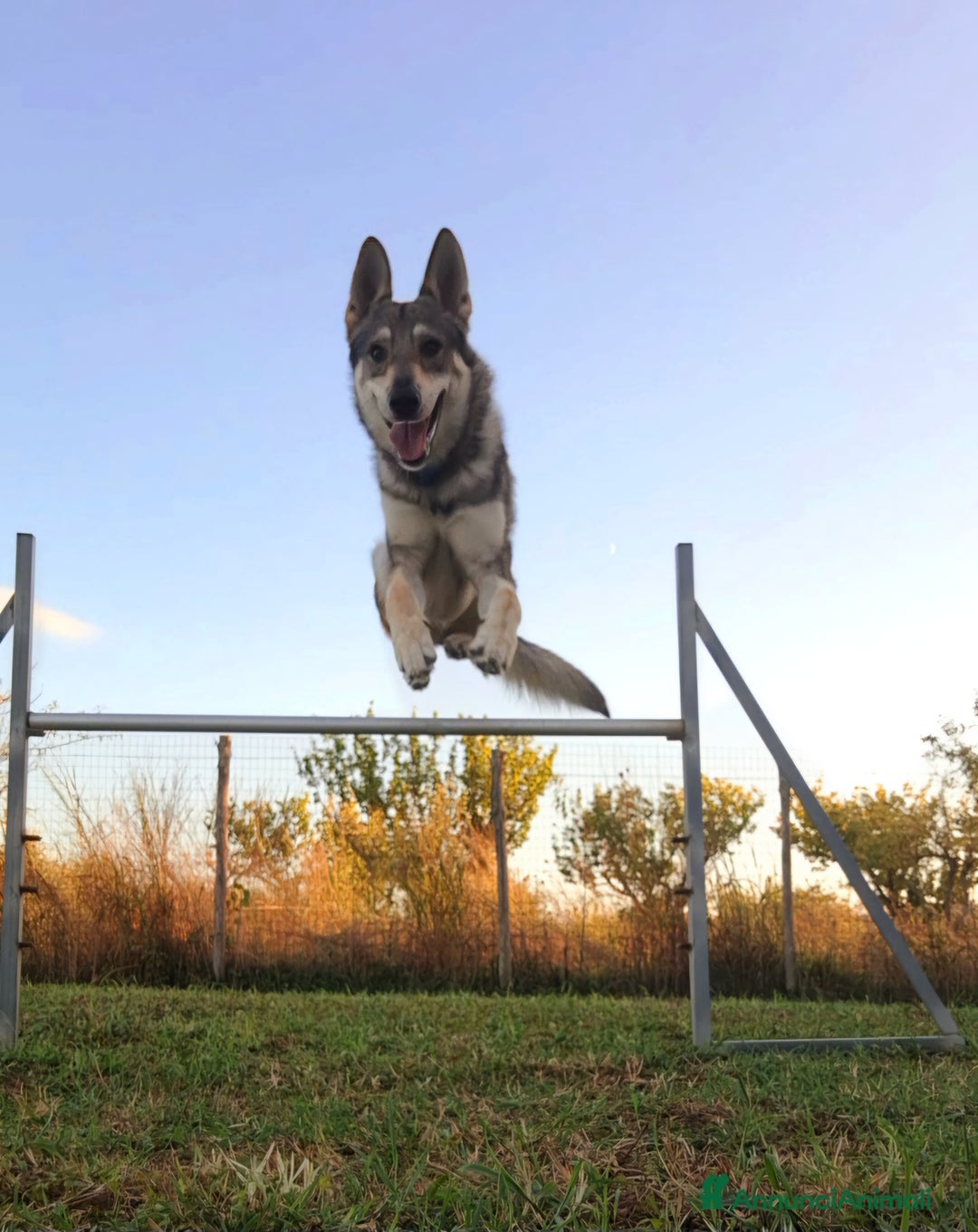 Meticcio cani in vendita: Cerco casa per il mio piccolo Lupo - Annuncio 4