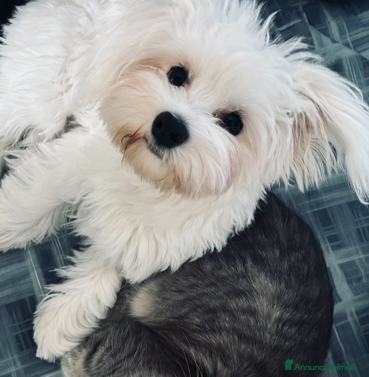 Maltese cani Cucciolo maltese  - Annuncio 7