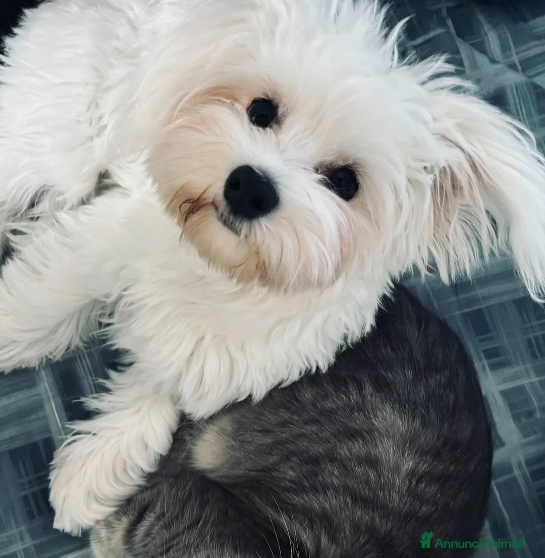 Maltese cani in vendita: Cucciolo maltese  a Ente di decentramento regionale di Udine - Annuncio 1