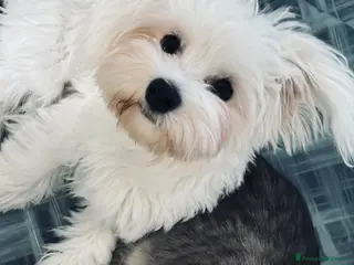 Maltese cani Cucciolo maltese - Annuncio 12