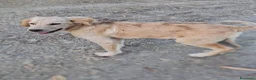 Meticcio cani in regalo: PANCETTA 🩷 prima osserva. Poi si avvicina. a Provincia di Vicenza - Annuncio 3
