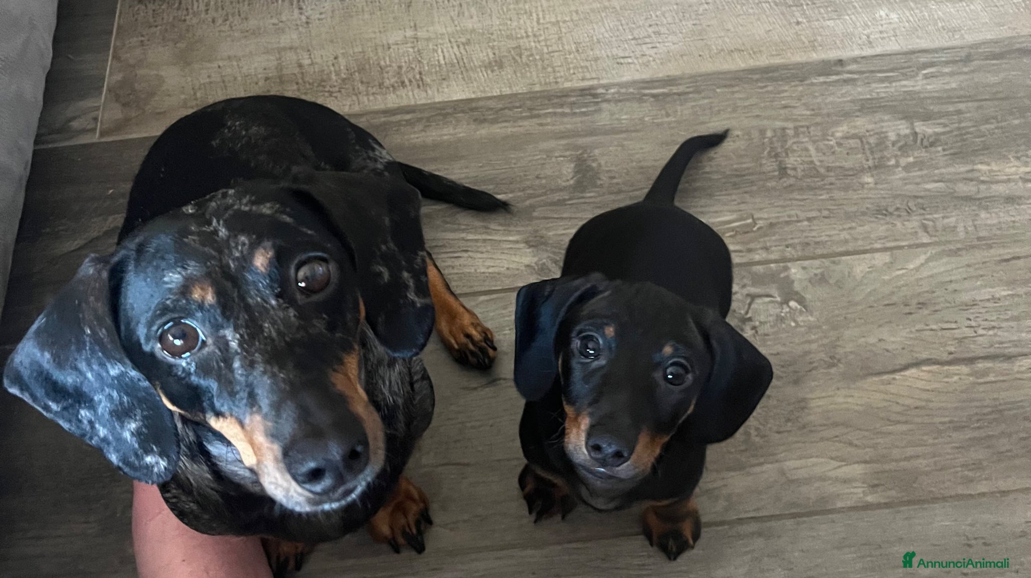 Bassotto cani Bassotto nano - Annuncio 1
