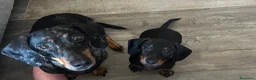 Bassotto cani in vendita: Bassotto nano a Provincia di Novara - Annuncio 1
