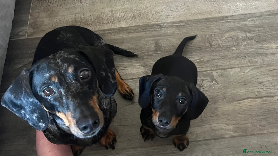 Bassotto cani in vendita: Bassotto nano a Provincia di Novara - Annuncio 1