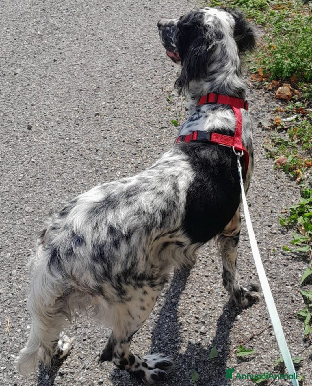 Setter Inglese cani in regalo: UNA FAMIGLIA PER PERLA  - Annuncio 3