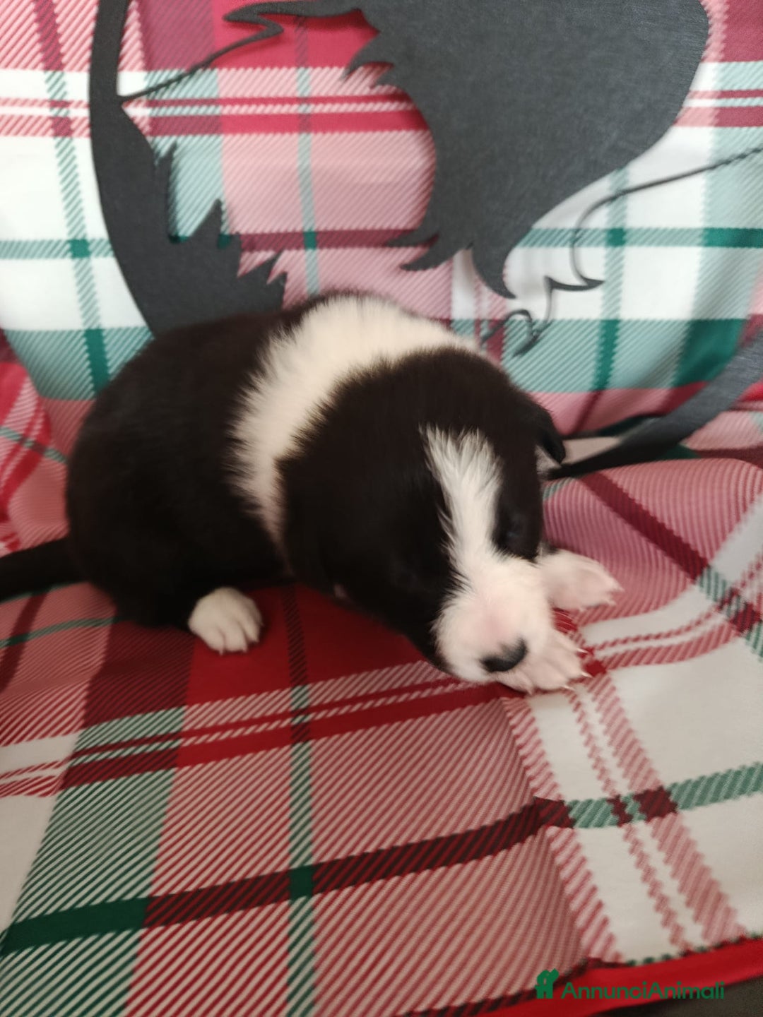 Border Collie cani in vendita: cuccioli border collie  - Annuncio 19