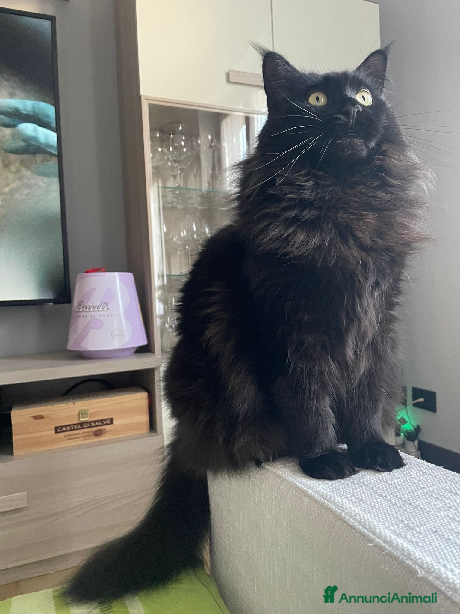 Maine Coon gatti Maine coon cuccioli pedigree ANFI - Annuncio 1