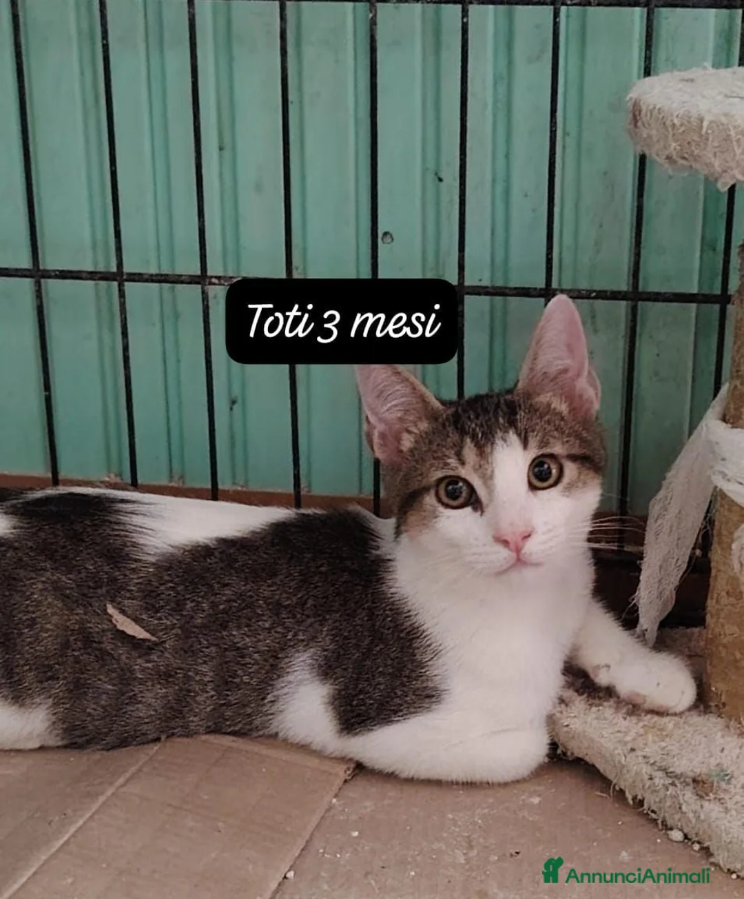 Meticcio gatti in regalo: Gattini desiderosi di trovare famiglie a Provincia di Prato - Annuncio 10