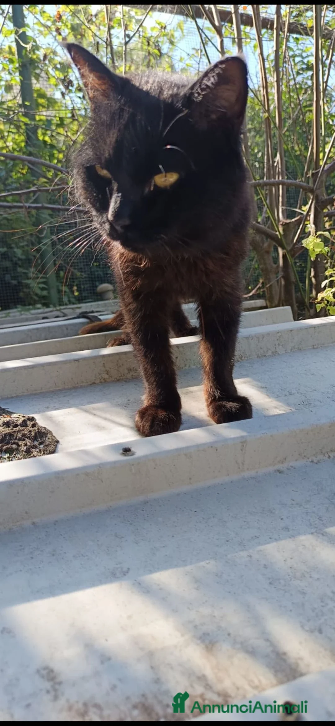 Europeo gatti in regalo: Gatto nero adulto buono - Annuncio 2