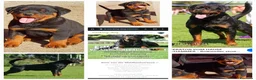 Rottweiler cani in vendita: Disponibili cuccioli Rottweiler  - Annuncio 4
