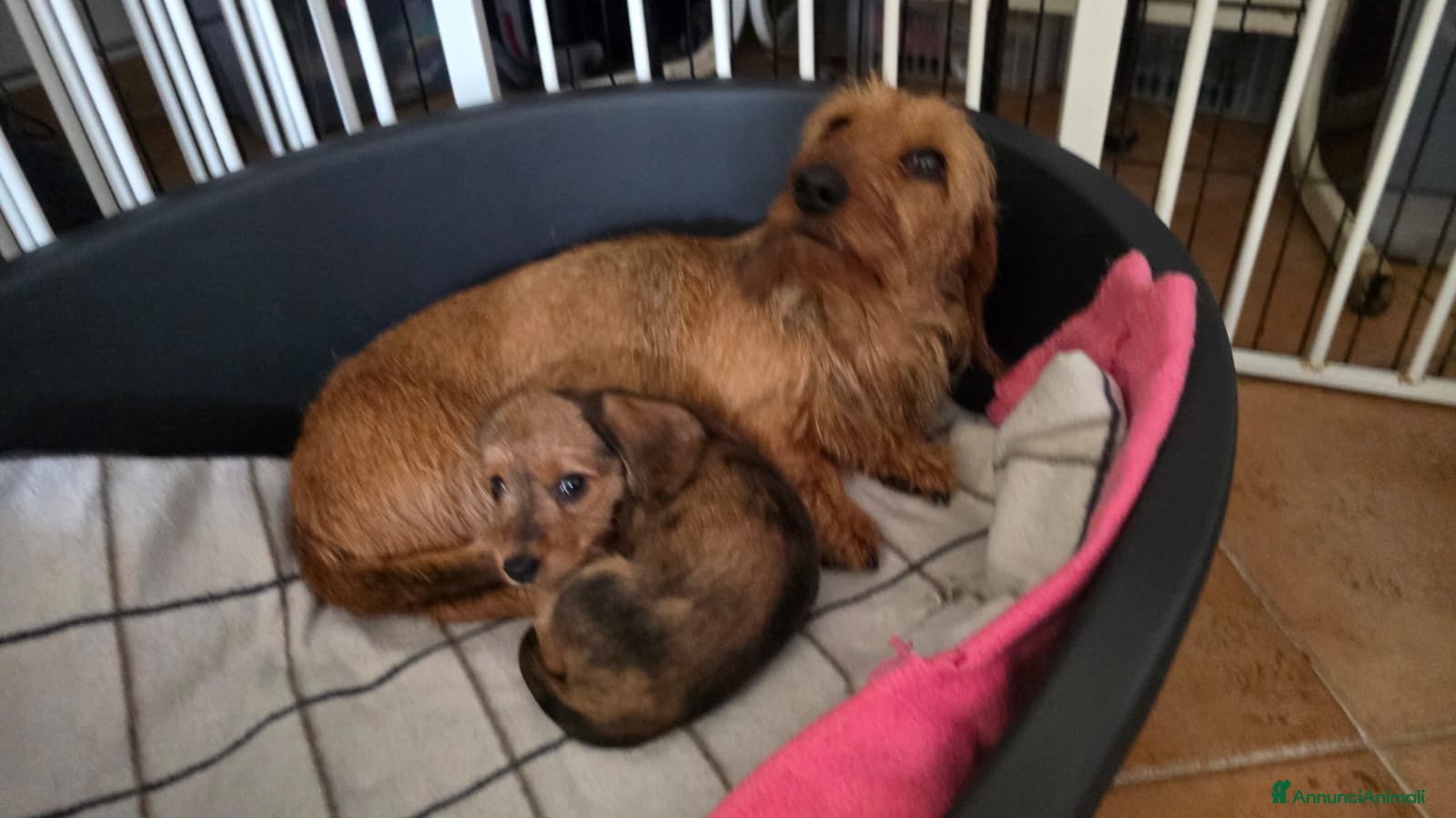 Bassotto cani Bassotto pelo duro - Annuncio 4