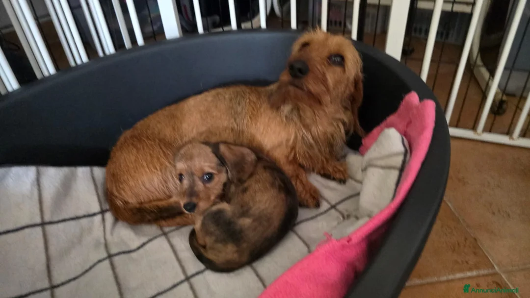 Bassotto cani in vendita: Bassotto pelo duro - Annuncio 1