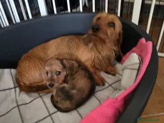 Bassotto cani Bassotto pelo duro - Annuncio 4