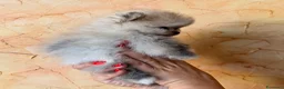 Volpino Pomerania cani in vendita: Cuccioli di Pomerania nano  - Annuncio 9